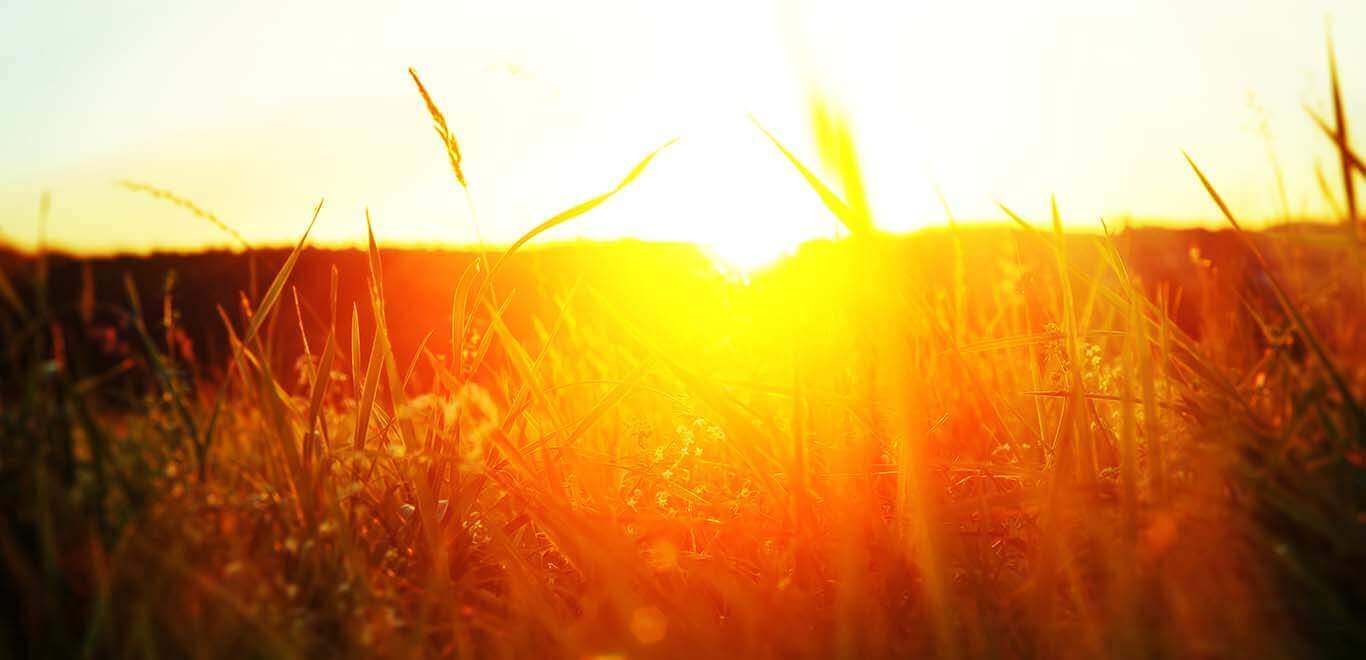 Warmes Abendlicht scheint durch hohe Gräser
